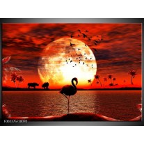 Foto canvas schilderij Dieren | Rood, Wit, Zwart 