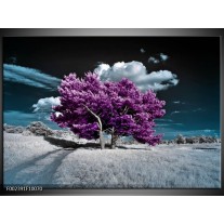 Foto canvas schilderij Natuur | Paars, Blauw, Wit 