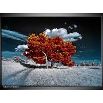 Foto canvas schilderij Natuur | Bruin, Wit, Grijs 