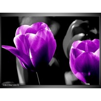 Foto canvas schilderij Tulp | Paars, Grijs, Zwart