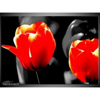 Glas schilderij Tulp | Rood, Grijs, Zwart 