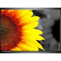 Foto canvas schilderij Zonnebloem | Geel, Bruin, Grijs
