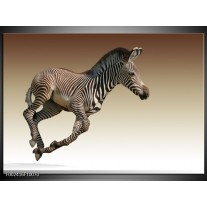 Foto canvas schilderij Zebra | Zwart, Wit, Bruin 