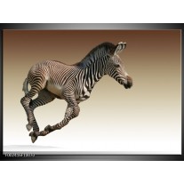 Glas schilderij Zebra | Zwart, Wit, Bruin 