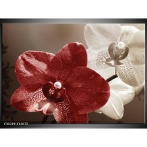 Glas schilderij Orchidee | Bruin, Wit, Grijs 
