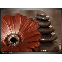 Foto canvas schilderij Bloem | Bruin, Wit, Grijs 