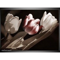 Foto canvas schilderij Tulp | Bruin, Grijs, Wit 