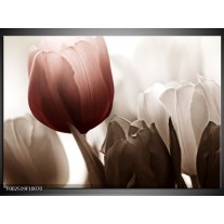 Foto canvas schilderij Tulpen | Bruin, Wit, Grijs 