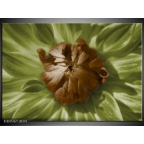 Foto canvas schilderij Bloem | Groen, Bruin, Wit 