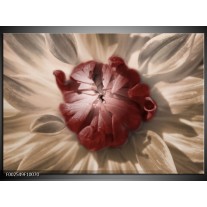 Foto canvas schilderij Bloem | Bruin, Wit, Grijs 