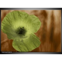 Foto canvas schilderij Klaproos | Bruin, Groen, Zwart 