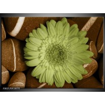 Foto canvas schilderij Bloem | Groen, Bruin, Wit 