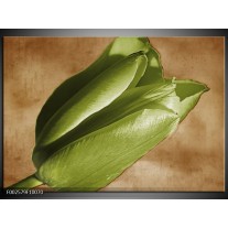 Foto canvas schilderij Tulp | Groen, Bruin, Zwart 