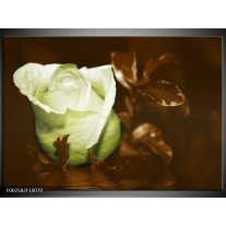 Foto canvas schilderij Bloem | Wit, Bruin, Groen 