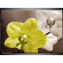 Foto canvas schilderij Orchidee | Wit, Groen, Grijs 