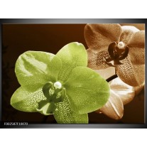 Foto canvas schilderij Orchidee | Groen, Bruin, Wit 