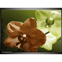 Glas schilderij Orchidee | Groen, Bruin, Wit 