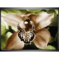 Foto canvas schilderij Iris | Groen, Bruin, Wit 