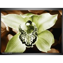 Foto canvas schilderij Iris | Groen, Bruin, Wit 