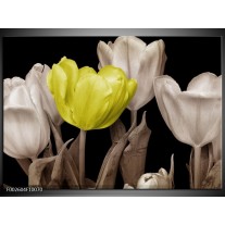 Foto canvas schilderij Tulp | Groen, Grijs, Zwart 