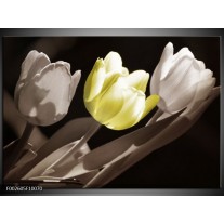 Foto canvas schilderij Tulp | Groen, Grijs, Zwart 