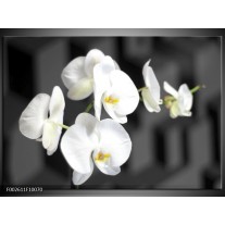 Glas schilderij Orchidee | Zwart, Wit, Grijs 