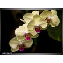 Foto canvas schilderij Orchidee | Geel, Paars, Zwart 