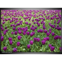 Foto canvas schilderij Tulpen | Paars, Groen 