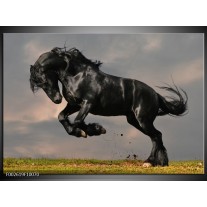Foto canvas schilderij Paarden | Zwart, Wit, Grijs 