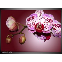 Foto canvas schilderij Orchidee | Paars, Wit 