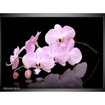 Foto canvas schilderij Orchidee | Roze, Wit, Zwart 
