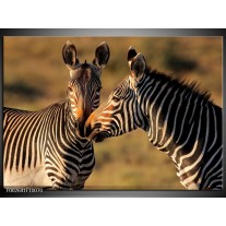 Glas schilderij Zebra | Zwart, Wit, Bruin 