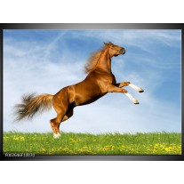 Glas schilderij Paard | Bruin, Blauw, Wit 