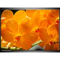 Foto canvas schilderij Orchidee | Oranje, Geel 