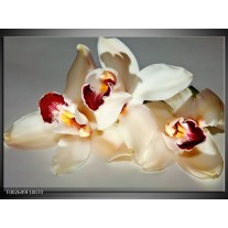Glas schilderij Orchidee | Wit, Grijs, Rood 