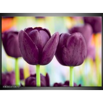 Foto canvas schilderij Tulp | Paars, Groen 