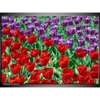 Foto canvas schilderij Tulp | Rood, Paars, Groen 