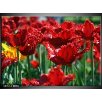 Foto canvas schilderij Tulp | Rood, Groen, Geel 