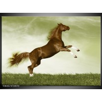 Foto canvas schilderij Paard | Bruin, Groen, Zwart 
