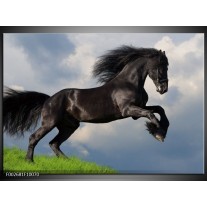 Foto canvas schilderij Paard | Zwart, Groen, Wit 