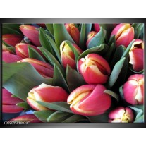 Foto canvas schilderij Tulp | Roze, Groen, Geel 