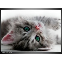 Foto canvas schilderij Kat | Grijs, Groen, Wit 