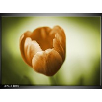 Foto canvas schilderij Tulp | Groen, Bruin, Wit 