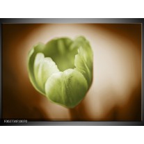 Glas schilderij Tulp | Groen, Bruin, Wit 