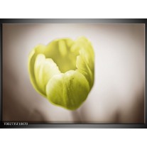 Glas schilderij Tulp | Groen, Bruin, Wit 