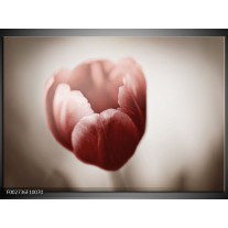 Foto canvas schilderij Tulp | Grijs, Bruin, Wit 