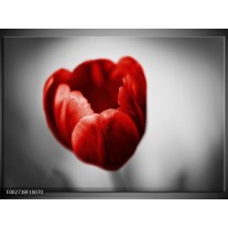 Foto canvas schilderij Tulp | Rood, Wit, Grijs 