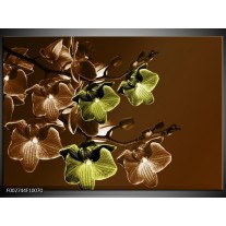 Foto canvas schilderij Orchidee | Groen, Bruin 