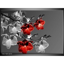 Foto canvas schilderij Orchidee | Zwart, Rood, Grijs 