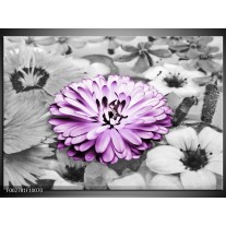 Foto canvas schilderij Gerbera | Paars, Grijs 